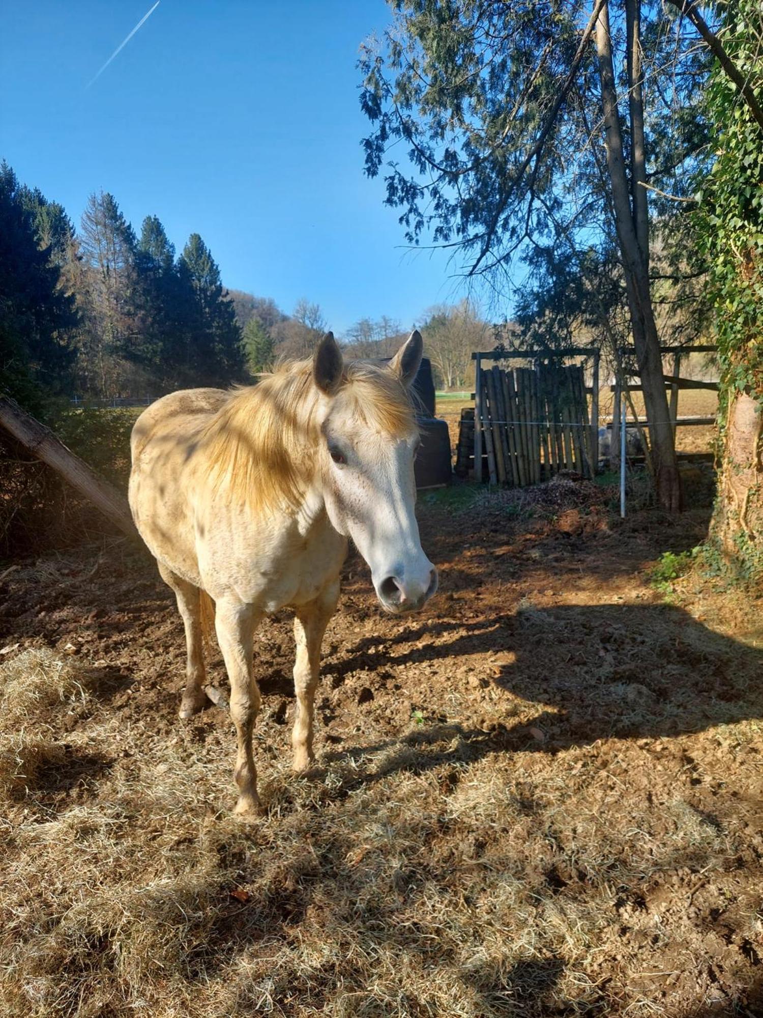 Au Doux Chardon Bed & Breakfast Durbuy Bagian luar foto